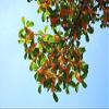 1 Nutmeg Tree Seed Myristica Fragrans Pala MACE Fruit Nut Pumpkin Pie Spice view 4