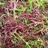 200 RED Streaked MIZUNA Mustard Japanese Greens Brassica Juncea Vegetable Seeds view 1