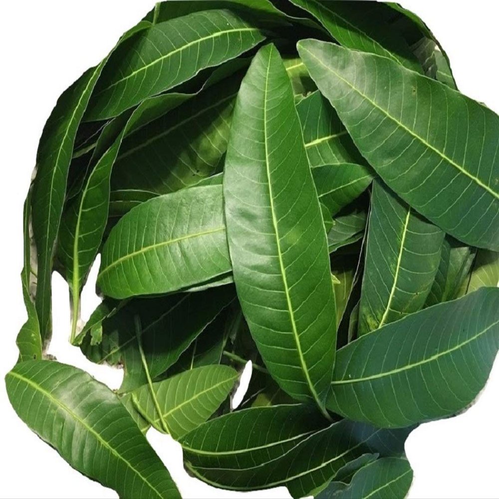 50 Fresh picked organic mango leaves