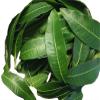 50 Fresh picked organic mango leaves view 1