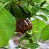 50 Jamaican Scotch Bonnet Pepper Seed (Chocolate Strain) NOT Regular Habanero view 1