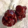 50 Jamaican Scotch Bonnet Pepper Seed (Chocolate Strain) NOT Regular Habanero view 2