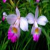 Bamboo Orchid Roots - 1 Pack with 2 Live Rhizome Shoots 2-3 Inches, Arundina Graminifolia Starter Plants, Easy Care Hawaiian Grown Orchid Roots for Indoor Outdoor Growing view 3