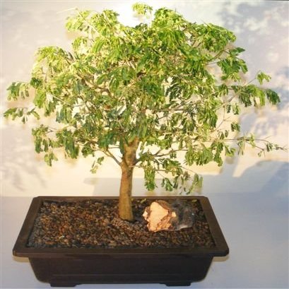 Bonsai Boy Flowering Brazilian Raintree Bonsai Tree pithecellobium tortum