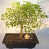 Bonsai Boy Flowering Brazilian Raintree Bonsai Tree pithecellobium tortum view 1