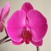 Athena's Garden 5" Phalaenopsis Orchids, Red Blooms and Black Container, One Size view 2