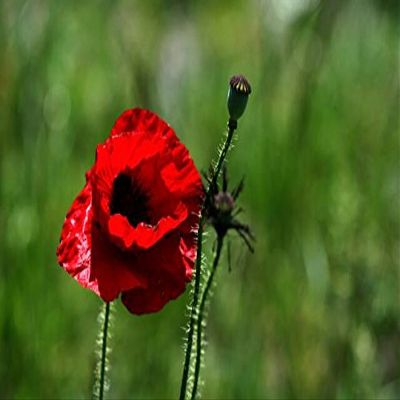 1000 Papaver Somniferum"Dutch" Poppy Seeds (Bulk Poppies to Grow)