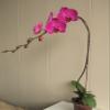 Athena's Garden 5" Phalaenopsis Orchids, Pink Blooms and Black Container, One Size view 1