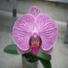 Athena's Garden 5" Phalaenopsis Orchids, Pink Blooms and Black Container, One Size view 2