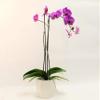 Athena's Garden 5" Phalaenopsis Orchids, Purple Blooms and Premium Container, One Size view 1