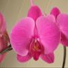 Athena's Garden 5" Phalaenopsis Orchids, Purple Blooms and Premium Container, One Size view 2
