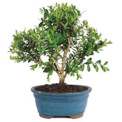Brussel's Live Harland Boxwood Outdoor Bonsai Tree - 3 Years Old; 6" to 8" Tall with Decorative Container
