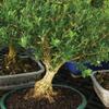 Brussel's Live Harland Boxwood Outdoor Bonsai Tree - 3 Years Old; 6" to 8" Tall with Decorative Container view 2