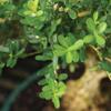 Brussel's Live Harland Boxwood Outdoor Bonsai Tree - 3 Years Old; 6" to 8" Tall with Decorative Container view 3