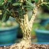 Brussel's Live Harland Boxwood Outdoor Bonsai Tree - 3 Years Old; 6" to 8" Tall with Decorative Container view 4