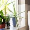 VIVOBASE Home EMF Protection Device view 3