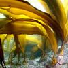 Dried Kelp from Hokkaido Japan for soup stock. Kelp stock is the basis of Japanese cuisine. "Kyoto's preferred taste" Deep flavor in small quantities (RISHIRI 3 oz) view 2