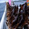 Dried Kelp from Hokkaido Japan for soup stock. Kelp stock is the basis of Japanese cuisine. "Kyoto's preferred taste" Deep flavor in small quantities (RISHIRI 3 oz) view 3