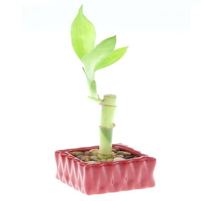 4" Live Lucky Bamboo Single Stalk with Square Red Planter - Indoor House Plant for Good Luck, Fortune, Feng Shui and Zen Gardens