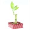 4" Live Lucky Bamboo Single Stalk with Square Red Planter - Indoor House Plant for Good Luck, Fortune, Feng Shui and Zen Gardens view 1