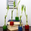 4" Live Lucky Bamboo Single Stalk with Square Red Planter - Indoor House Plant for Good Luck, Fortune, Feng Shui and Zen Gardens view 2
