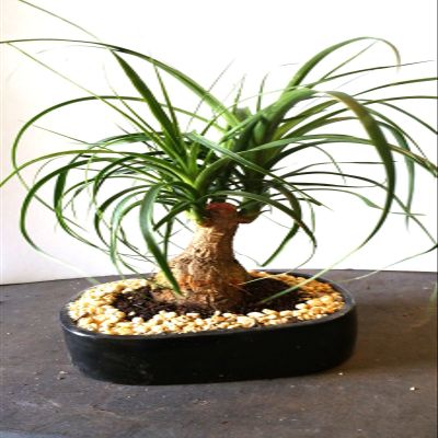 indoorbonsaiandexotics indoor ponytail palm bonsai 15yrs old