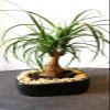 indoorbonsaiandexotics indoor ponytail palm bonsai 15yrs old view 1