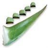 3 Pounds Organic Extra Large Aloe Vera Barbadensis Green Leaves view 1