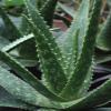 3 Pounds Organic Extra Large Aloe Vera Barbadensis Green Leaves view 2