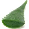 3 Pounds Organic Extra Large Aloe Vera Barbadensis Green Leaves view 3