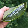 3 Pounds Organic Extra Large Aloe Vera Barbadensis Green Leaves view 4
