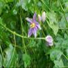 YOGIS HERBS Yogis Herbs Thoothuvalai Powder (Solanum Trilobatum) Thai Nightshade 1 Lb Fresh & Pure view 2