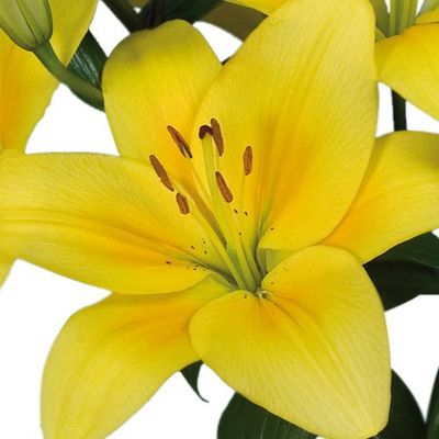 Blooms2Door Wholesale Lilies: 50 Stems of Yellow LA Lilies (3 + Blooms) from California - Farm Direct Wholesale Fresh Flowers