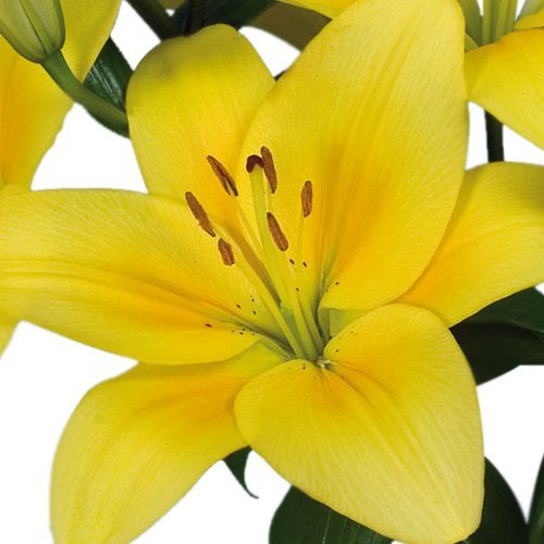 Blooms2Door Wholesale Lilies: 50 Stems of Yellow LA Lilies (3 + Blooms) from California - Farm Direct Wholesale Fresh Flowers
