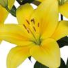 Blooms2Door Wholesale Lilies: 50 Stems of Yellow LA Lilies (3 + Blooms) from California - Farm Direct Wholesale Fresh Flowers view 1