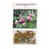 Fragrant Hawaiian Bamboo Orchid Bulbs - 5 Pack Live Flowering Plants (10 Roots Total) - Purple Pink White Blooms view 3