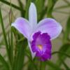 Fragrant Hawaiian Bamboo Orchid Bulbs - 5 Pack Live Flowering Plants (10 Roots Total) - Purple Pink White Blooms view 4