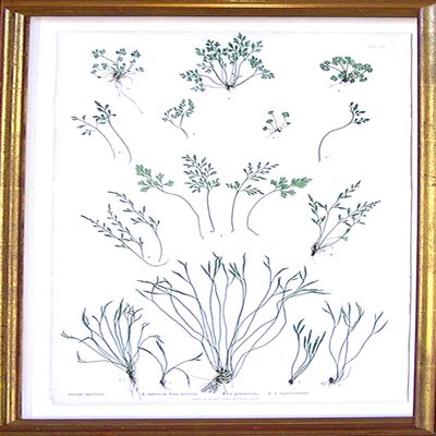 Asplenium Ruta-Maraia