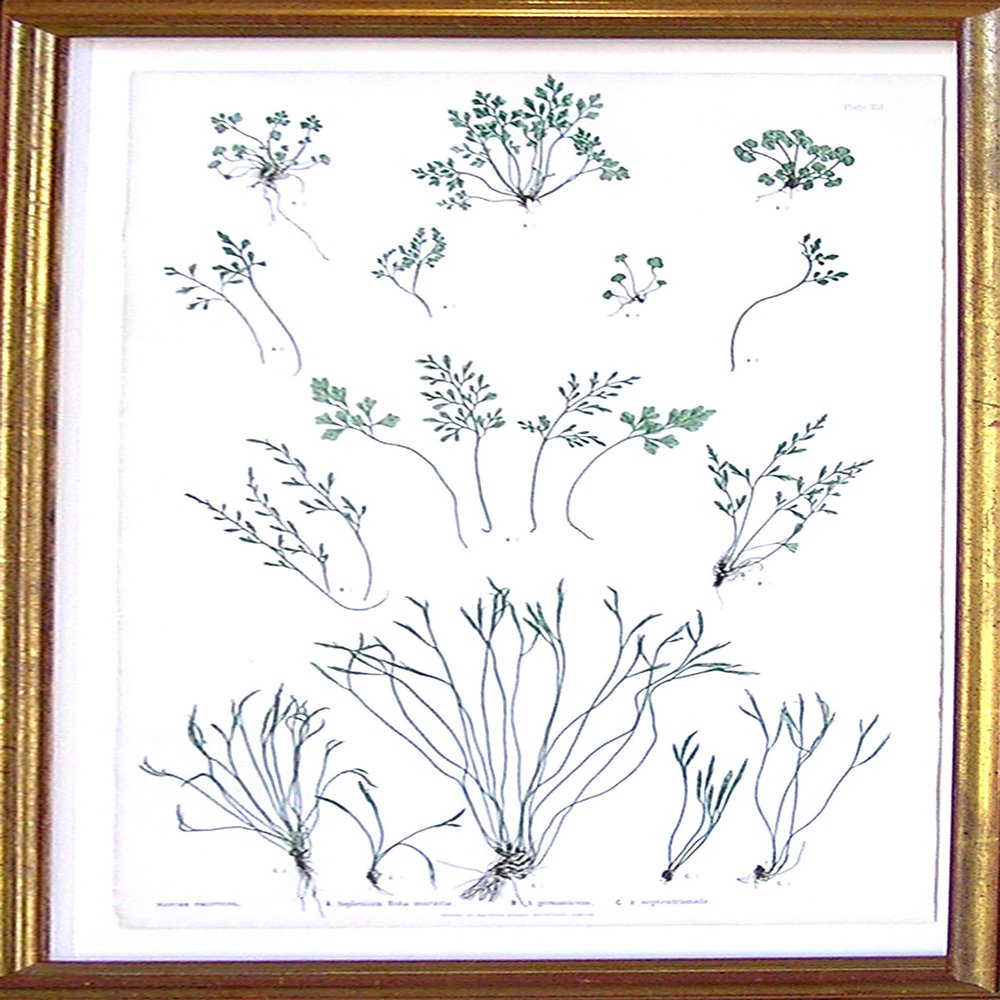 Asplenium Ruta-Maraia
