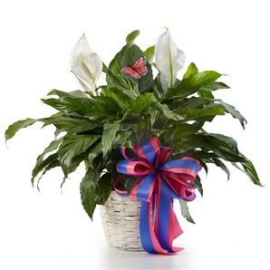 Celebration of Life - Flowers For Funeral - Funeral Flower Arrangements - Funeral Plants - Same Day Funeral Flowers - Condolence Flowers