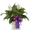 Celebration of Life - Flowers For Funeral - Funeral Flower Arrangements - Funeral Plants - Same Day Funeral Flowers - Condolence Flowers view 1