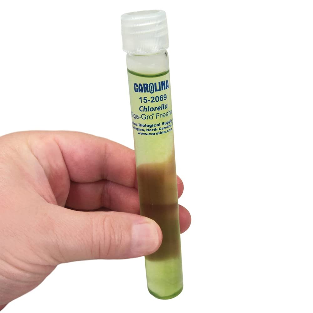 Carolina Chlorella, Living Green Algae Culture, Enough Materials for A Class of 30