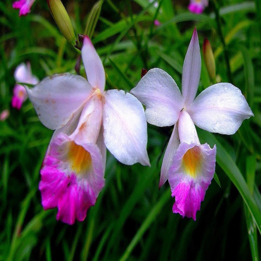 1 Pack Hawaiian Bamboo Orchid Arundina Graminifolia Roots - 2 Roots Per Pack SR54