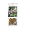 1 Pack Hawaiian Bamboo Orchid Arundina Graminifolia Roots - 2 Roots Per Pack SR54 view 2