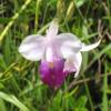 1Pk Hawaiian Bamboo Orchid Arundina Graminifolia Roots Discount Hawaiian Gifts view 1