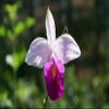 1Pk Hawaiian Bamboo Orchid Arundina Graminifolia Roots Discount Hawaiian Gifts view 3