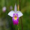 1Pk Hawaiian Bamboo Orchid Arundina Graminifolia Roots Discount Hawaiian Gifts view 4