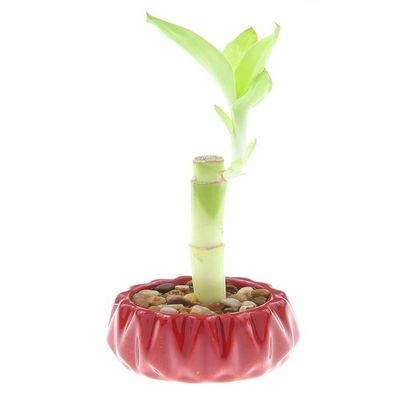 4" Live Lucky Bamboo Single Stalk with Round Red Planter - Indoor House Plant for Good Luck, Fortune, Feng Shui and Zen Gardens - Gift Favors