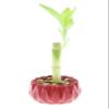 4" Live Lucky Bamboo Single Stalk with Round Red Planter - Indoor House Plant for Good Luck, Fortune, Feng Shui and Zen Gardens - Gift Favors view 1