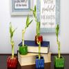 4" Live Lucky Bamboo Single Stalk with Round Red Planter - Indoor House Plant for Good Luck, Fortune, Feng Shui and Zen Gardens - Gift Favors view 2